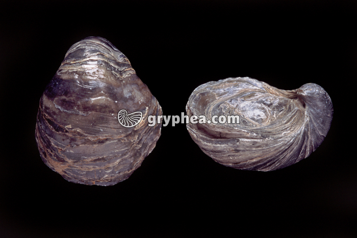 Gryphées - vues inférieure et latérale (Gryphaea dilatata, Callovien, Calvados, France) - gryphea.com